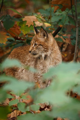 Luchsnachwuchs im Herbstwald