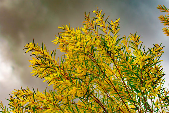 Yellow And Green Wattle In Bloom 