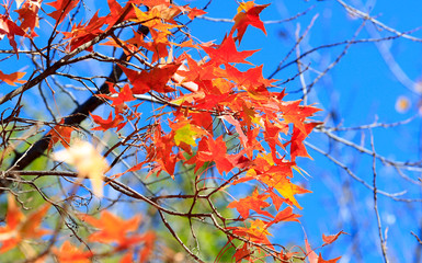 Beautiful leaves in the fall outdoors