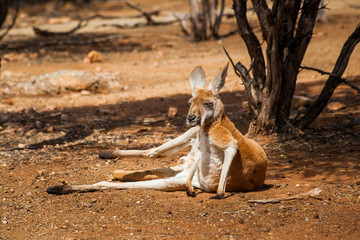 Kangaroo resting under a tree, Central Australia, Northern Territory, Australia