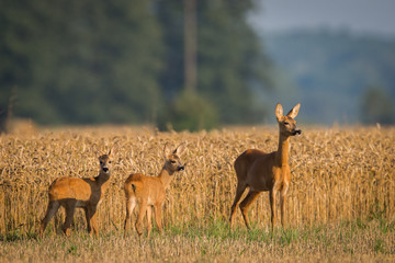 Roebuck - buck (Capreolus capreolus) Roe deer - goat