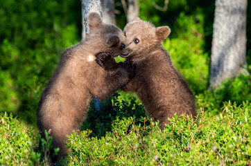 Brown Bear Cubs playfully fighting, Scientific name: Ursus Arctos Arctos. Summer green forest background. Natural habitat.