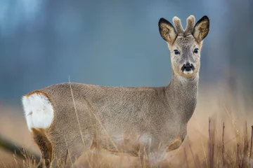 Poster Roebuck - buck (Capreolus capreolus) Roe deer - goat © szczepank