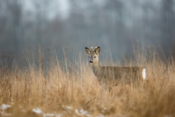 Roebuck - buck (Capreolus capreolus) Roe deer - goat