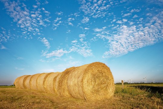 Hay bales in a row a field, East Frisia, Lower Saxony, Germany