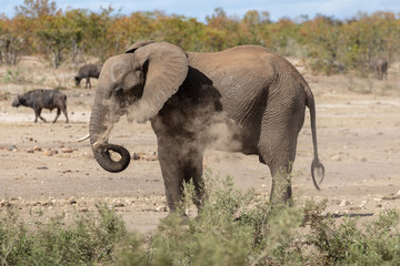 Elefant 11