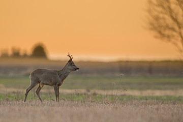Roebuck - buck (Capreolus capreolus) Roe deer - goat