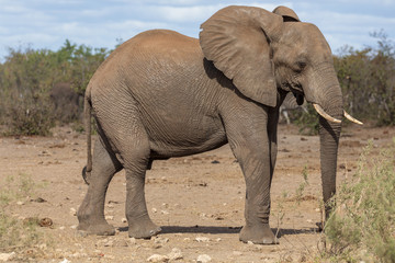 Fototapeta na wymiar Elefant 15