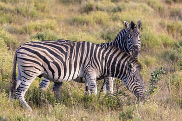 Fototapeta na wymiar Zebra 7