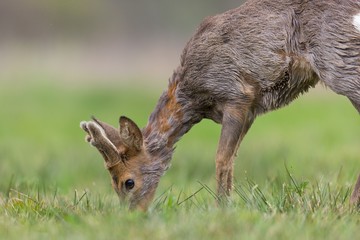 Roebuck - buck (Capreolus capreolus) Roe deer - goat