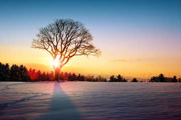 Winter sunset over the snow-covered tree.