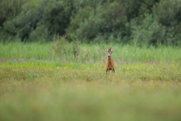 Roebuck - buck (Capreolus capreolus) Roe deer - goat