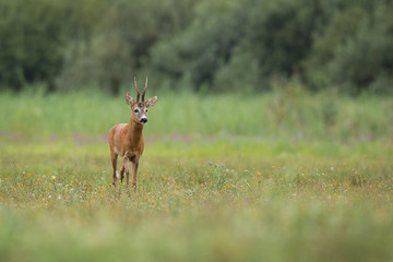 Roebuck - buck (Capreolus capreolus) Roe deer - goat