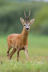 Gordijnen Roebuck - buck (Capreolus capreolus) Roe deer - goat © szczepank