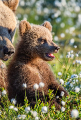 Fototapeta premium Brown bear cub and she-bear in the summer forest, among white flowers. Closeup portrait. Scientific name: Ursus arctos. Natural Summer Green Background. Natural habitat.