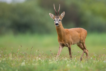 Roebuck - buck (Capreolus capreolus) Roe deer - goat © szczepank