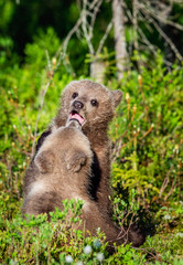 Brown Bear Cubs playfully fighting, Scientific name: Ursus Arctos Arctos. Summer green forest background. Natural habitat.