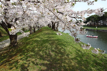 五稜郭公園の桜