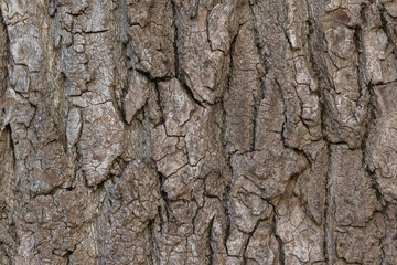 The old poplar. The texture of the bark closeup.