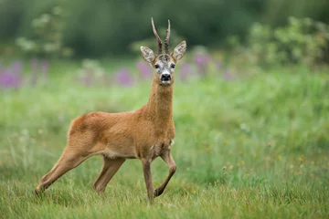 Rolgordijnen Roebuck - buck (Capreolus capreolus) Roe deer - goat © szczepank