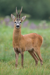 Roebuck - buck (Capreolus capreolus) Roe deer - goat