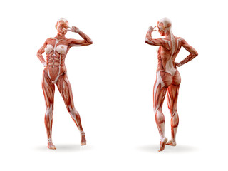 Muscles anatomy female figure workout, isolated.  Healthcare, fitness, dancing, diet and sport concept. 3D illustration