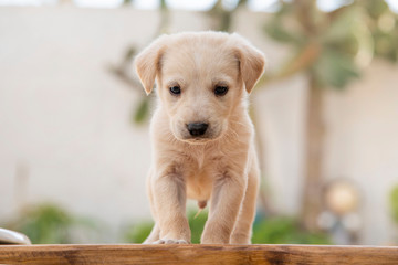 cagnolini animali domestici © pierodenaro