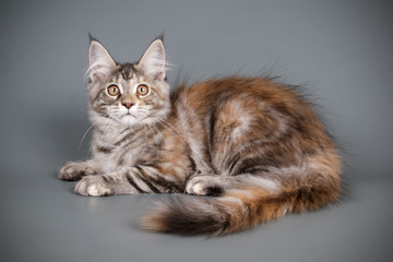 Maine Coon cat on colored backgrounds