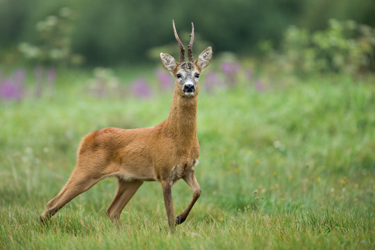 Roebuck - buck (Capreolus capreolus) Roe deer - goat