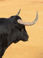 toros de lidia