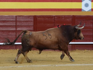 toros de lidia
