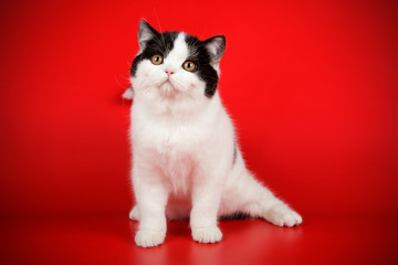 Scottish straight shorthair cat on colored backgrounds