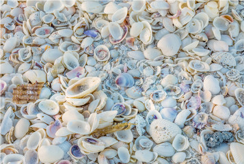 Sea shells full frame