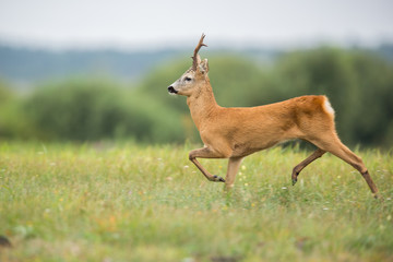 Roebuck - buck (Capreolus capreolus) Roe deer - goat