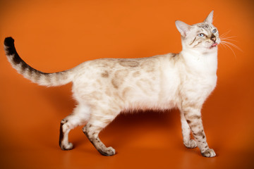 Bengal cat on colored backgrounds