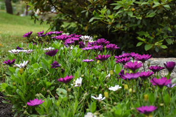Fototapeta premium Flores Lilás