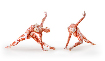 Muscles anatomy female figure workout, isolated.  Healthcare, fitness, dancing, diet and sport concept. 3D illustration