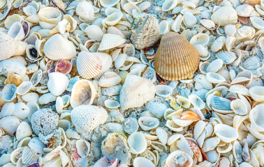 Sea shells full frame