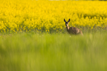 Roebuck - buck (Capreolus capreolus) Roe deer - goat