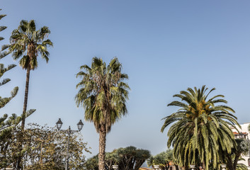 Fototapeta na wymiar View of some beautiful palm trees on a sunny day