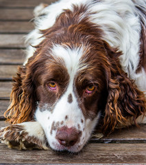 Cocker Spaniel Resting Over the Wooden Deck