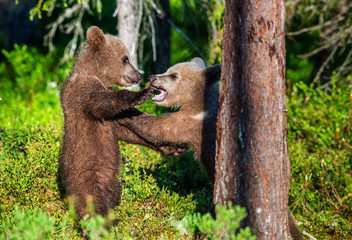 Brown Bear Cubs playfully fighting, Scientific name: Ursus Arctos Arctos. Summer green forest background. Natural habitat.