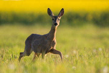 Roebuck - buck (Capreolus capreolus) Roe deer - goat