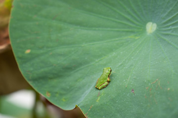 Frog Lotus Leave
