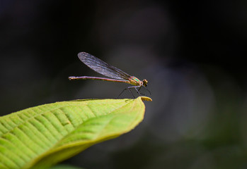 Read Dragonfly Closeup Zoom