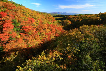 紅葉の八幡平