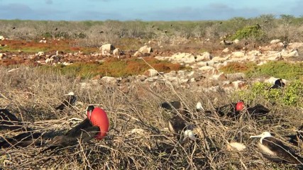 Frigate Bird mating call - Powered by Adobe