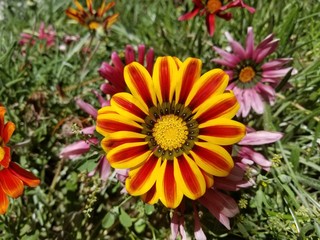 flores rojo amarillo