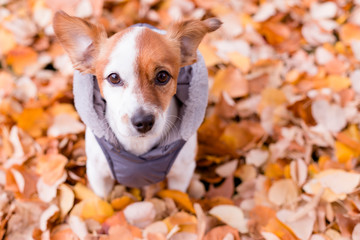 cute small dog wearing a grey coat and looking at the camera. Sitting on Yellow leaves background. Autumn concept. Outdoors