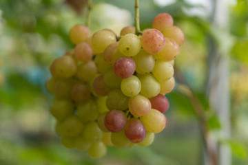 Green and Red Grapes Detail